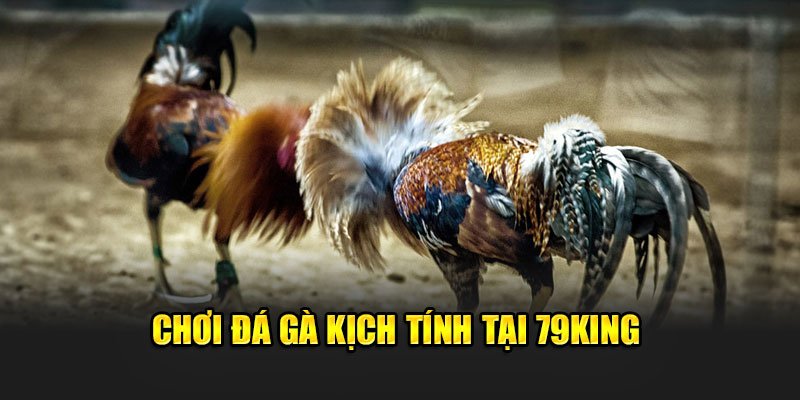 79King 35 Chơi đá gà kịch tính tại 79King