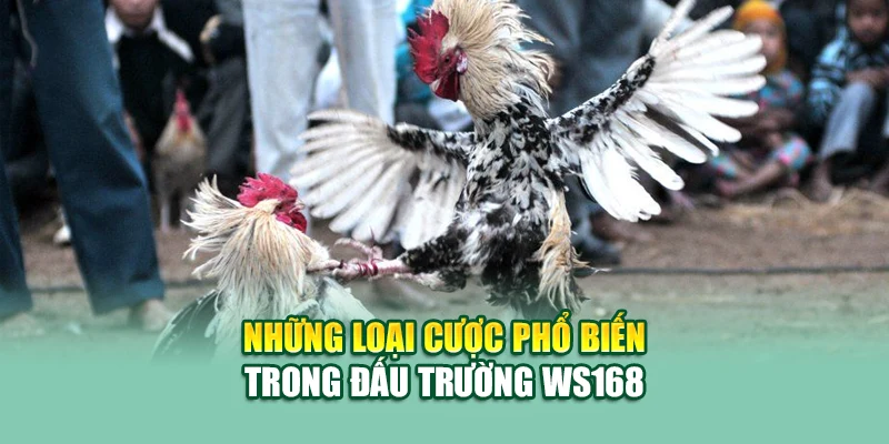 Ws168 Đá Gà – Đấu Trường Gà Trực Tuyến Hàng Đầu Tại 79king 2 Những loại cược phổ biến trong đấu trường WS168