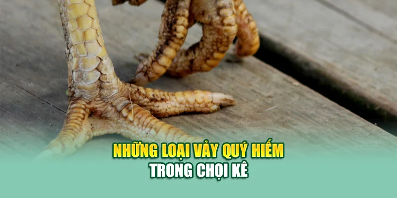 78 Vảy Gà Tốt Nên Chọi – Bí Quyết Chọn Kê Chiến Tại 79King 2 Những loại vảy quý hiếm trong chọi kê